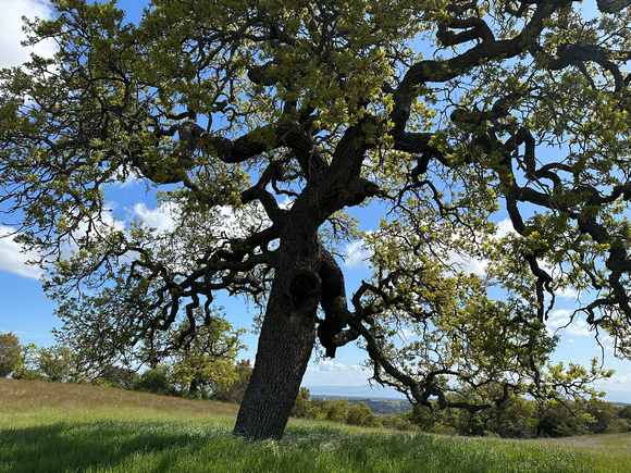 Lone Valley Oak in Springtime