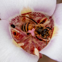 Western Honeybee (Apis mellifera) mines Pollen in Clay Mariposa Lily (Calochortus argillosus)