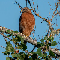 Red-shouldered Hawk (Buteo lineatus) near the Frog Pond