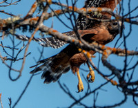 Red-shouldered Hawk (Buteo lineatus) near the Frog Pond