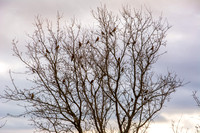 Flock of American Robins (Turdus migratorius)