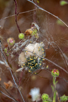 Spiderlings Emerge, Mother Stands Guard
