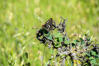Variable Checkerspot Butterfly (Euphydryas chalcedona) on Leather Oak (Quercus durata durata)