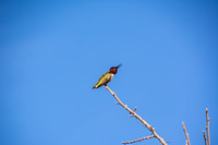 Annas Hummingbird (Calypte anna) Singing