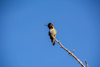 Anna's Hummingbird (Calypte anna) on Favorite Perch