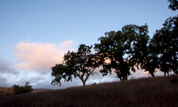 Valley Oaks (Quercus lobata) at Dawn