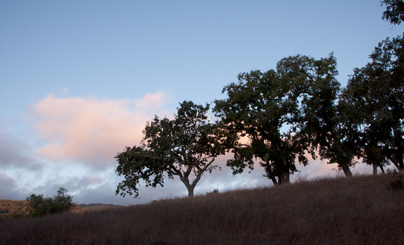 Valley Oaks (Quercus lobata) at Dawn