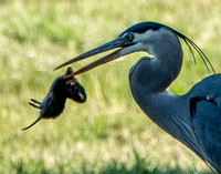 5/8/2021 Frog Pond Drama: Great Blue Heron Tries to Swallow a Gopher