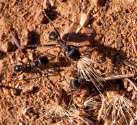 Worker Ants Carrying Seeds