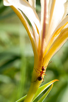 Field Ant (Formica moki) on Douglas' Iris (Iris douglasiana), on Coal Mine Ridge
