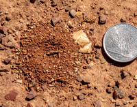 Ant Nest on Road, showing Size