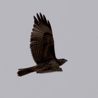 Juvenile Red-tailed Hawk (Buteo jamaicensis) in Flight