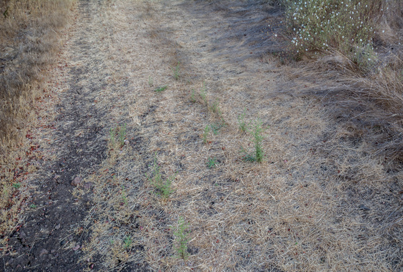Stinkwort (Dittrichia graveolens) at Jasper Ridge