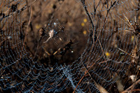 Web of Banded Garden Spider (Argiope trifasciata) in Dew