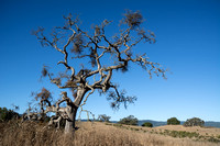 Old Valley Oak with Mistletoe