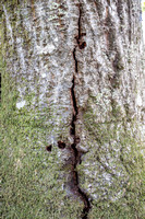 Bark with Moss and Evidence of Woodpeckers