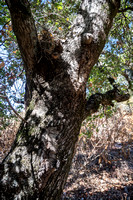Woodrat Nest in Tree