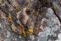 Lichen on Sandstone