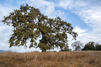Valley Oaks, Clothed and Naked (2)