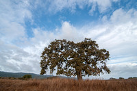 Lone Valley Oak, Looking West