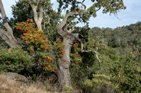 Toyon (Heteromeles arbutifolia) Enmeshed in Valley Oak (Quercus lobata)