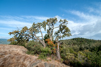 Valley Oak with Enmeshed Toyon; Serpentine Rocks; Oaks on Ridge (2)