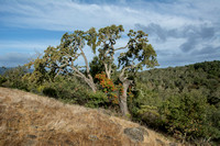 Valley Oak with Enmeshed Toyon; Serpentine Rocks; Oaks on Ridge (3)