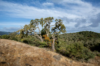 Valley Oak with Toyon