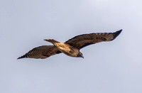 Red-tailed Hawk (Buteo jamaicensis) Whispers By