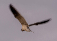 White-tailed Kite (Elanus leucurus) in Focus