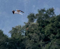White-tailed Kite (Elanus leucurus) Regaining Altitude