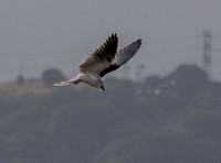White-tailed Kite Begins Another Dive