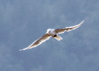 White-tailed Kite (Elanus leucurus) with Vole, in Flight