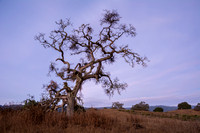 Valley Oak "Phainopepla Tree" Before Sunrise