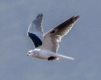 White-tailed Kite (Elanus leucurus) with California Vole (Microtus californicus), in Flight