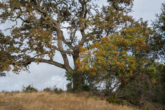 Close View of Valley Oak (Quercus lobata) with Toyon (Heteromeles arbutifolia)
