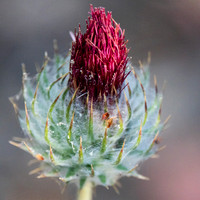 6/8/2021 Toyon Trail: Native Thistle, Buckeyes in Flower, More