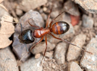 Carpenter Ant (Camponotus semitestaceous)