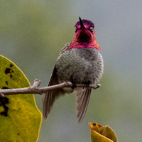 081119male_annas_hummingbird_red_head_a_crop_please_dq