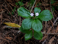 Pacific Starflower (Lysimachia latifolia)
