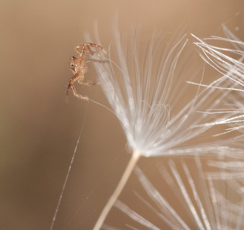 Spider on Seed