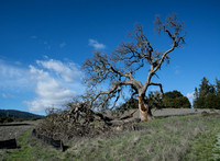 Visitors' Valley Oak (Quercus Lobata)