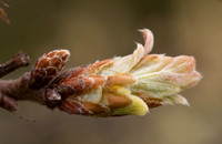 New Leaves of Leather Oak (Quercus durata) (Detail)