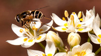 Bee on Flowers of Fremont's Star Lily (Zigadenus fremontii)