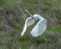 Great Egret (Ardea alba), Taking Flight