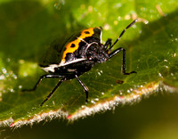 Beetle on Leaf