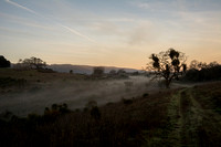 Valley Oak, Mistletoe, Morning Mist