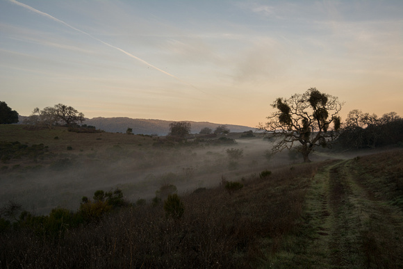 Valley Oak, Mistletoe, Morning Mist
