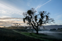 Two Valley Oaks, Mistletoe, and Morning Mist