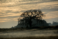 Lone Valley Oak with Morning Mist